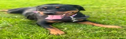 Rottweiler dogs for sale: 1.5year old rottie for rehoming - Advert 2