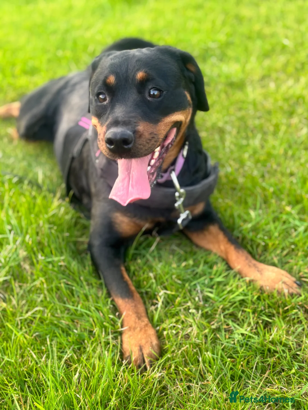 Rottweiler dogs for sale: 1.5year old rottie for rehoming - Advert 2