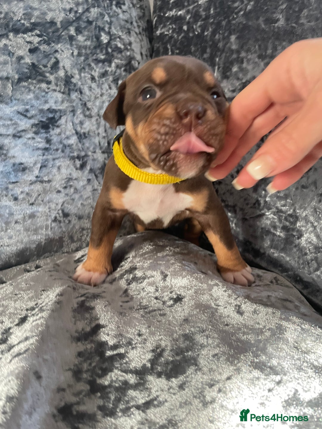 Olde English Bulldogge dogs for sale: NEBBR registered Olde English bulldogge puppies - Advert 10