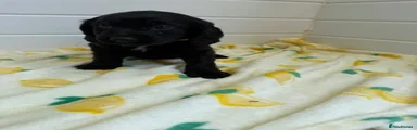 Cocker Spaniel 4