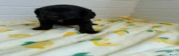 Cocker Spaniel dogs for sale: Cocker spaniel puppies  in Birmingham - Advert 2