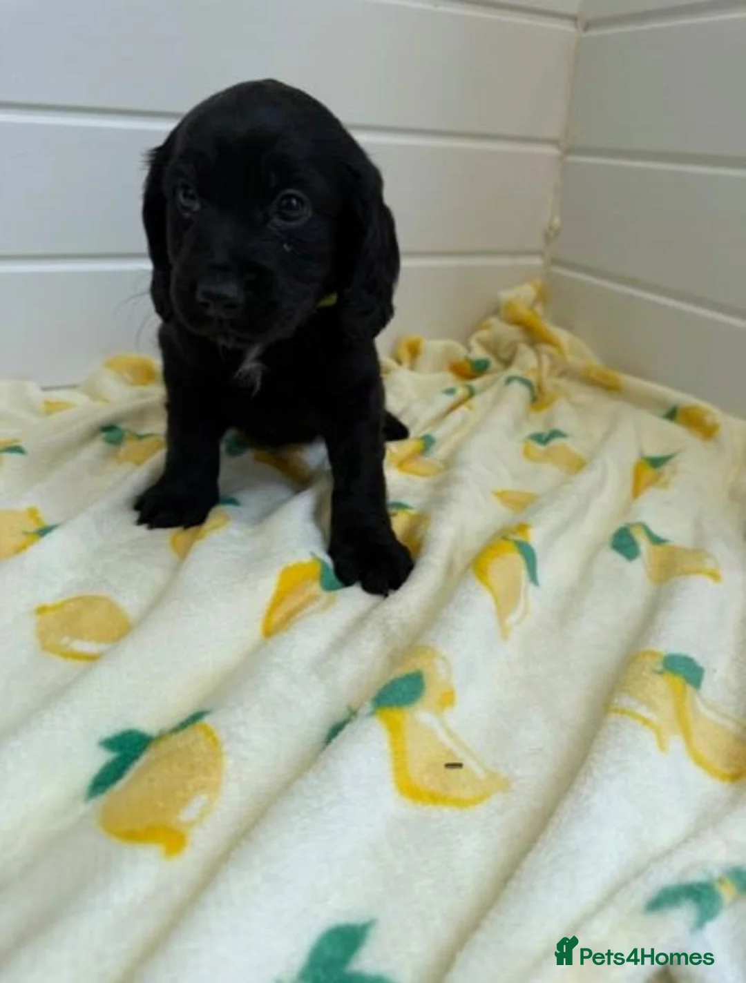 Cocker Spaniel dogs for sale: Cocker spaniel puppies  in Birmingham - Advert 2