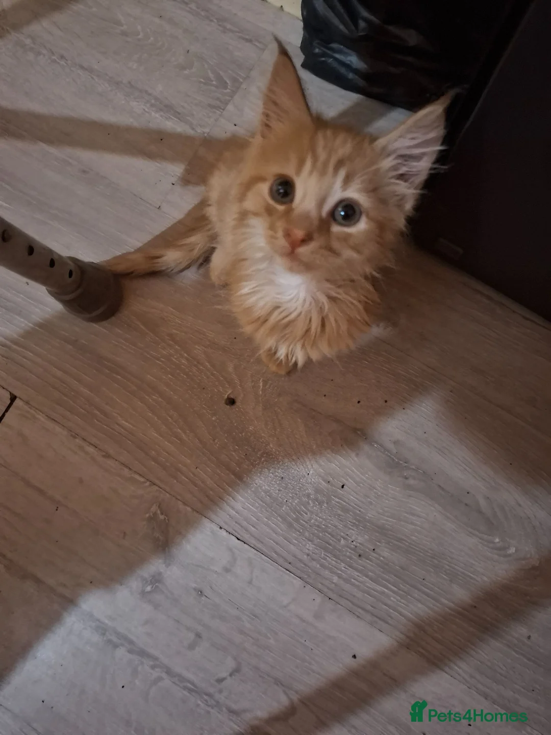 Mixed Breed cats for sale: Lovely kittens - Advert 2