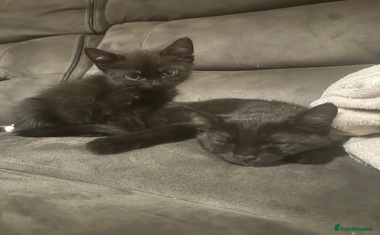 Domestic Shorthair cats - Advert 4