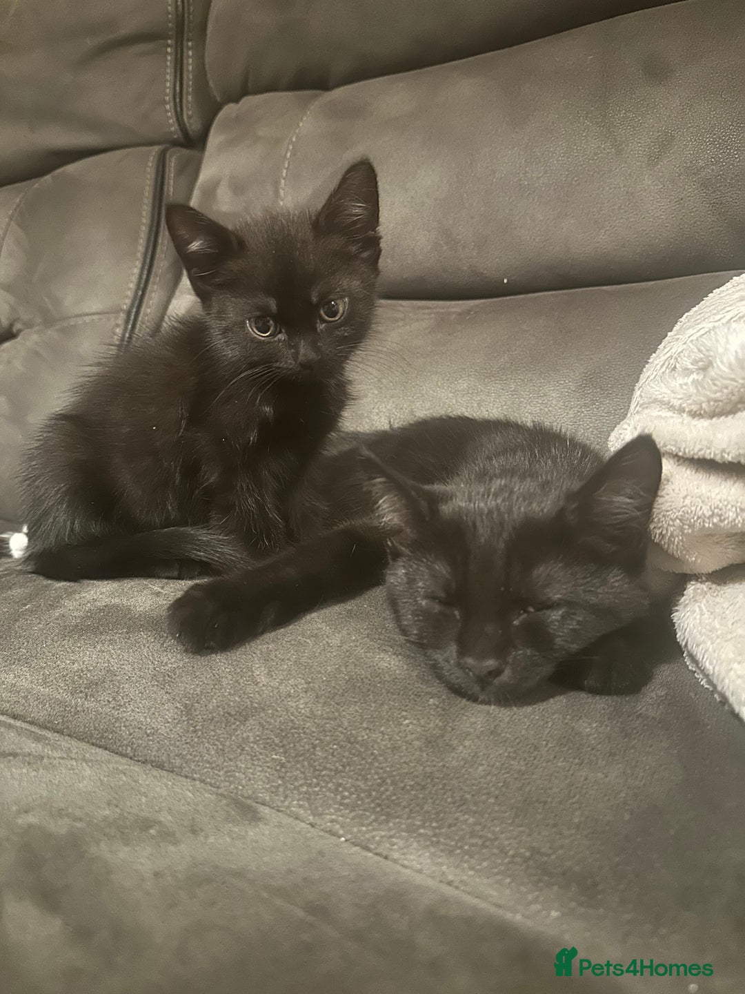 Domestic Shorthair cats for sale: X2 black kittens - Image 1