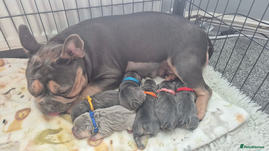 French Bulldog dogs for sale: Beautiful KC French bull dog puppies - Image 13