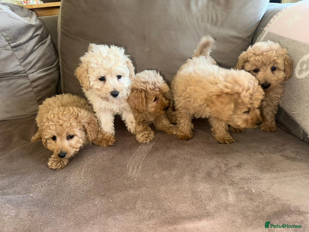 Pomapoo dogs for sale: Pomapoo puppies ready to leave now  - Image 3
