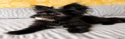 Mixed Breed dogs for stud: **BUDDY IS READY FOR THE LADIES 🖤 1 YEAR OLD in Rotherham - Advert 4