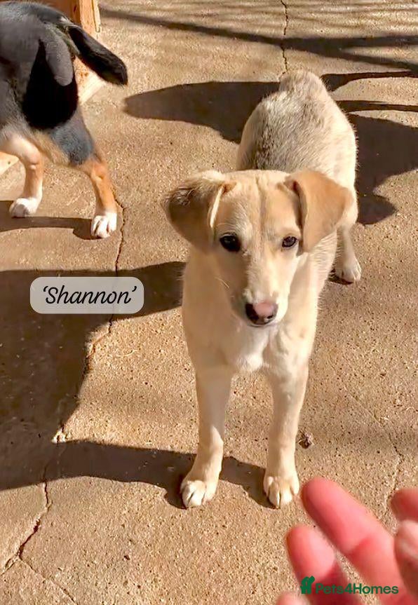 Mixed Breed dogs Shannon, 6 months approx, Available for adoption. - Advert 18