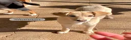 Mixed Breed dogs for adoption: Shannon, 6 months approx, Available for adoption. in Brixham - Advert 1