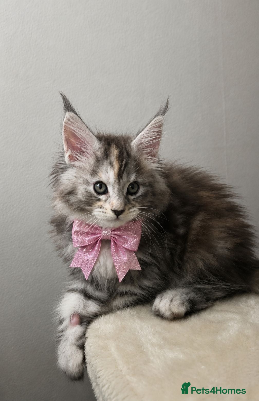 Maine Coon cats Mainecoon kitten's. Available for Reservation - Advert 2
