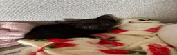 Mixed Breed cats for sale: Beautiful Kitten  - Advert 6