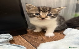 Domestic Shorthair cats for sale: 5 beautiful Domestic shorthair kittens - Image 14