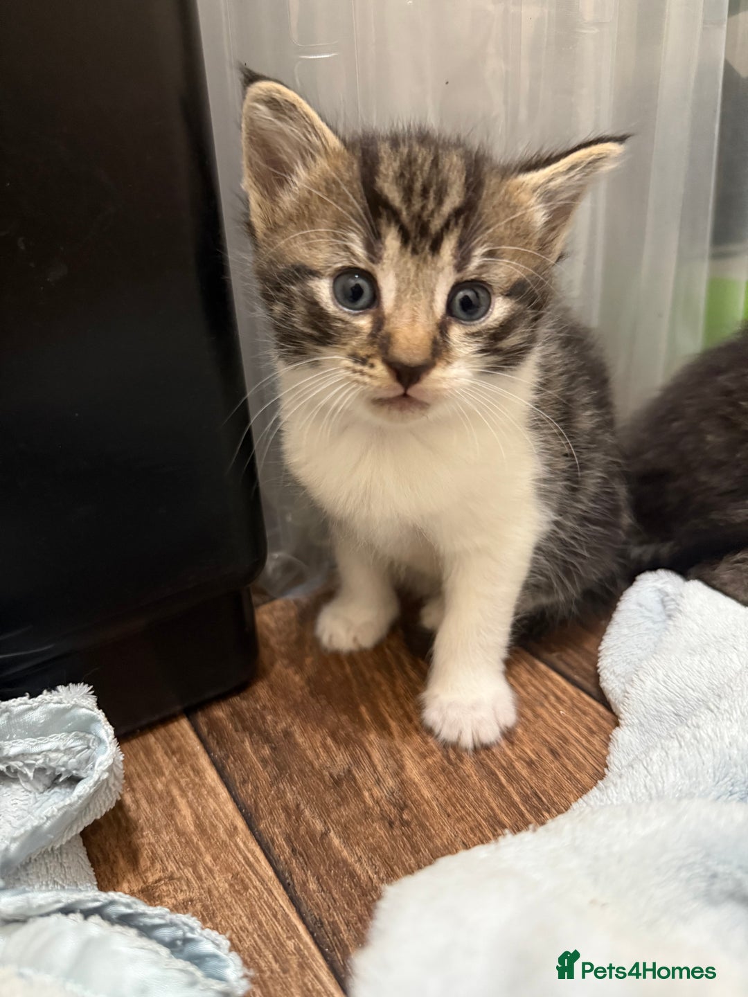 Domestic Shorthair cats for sale: 5 beautiful Domestic shorthair kittens - Image 14