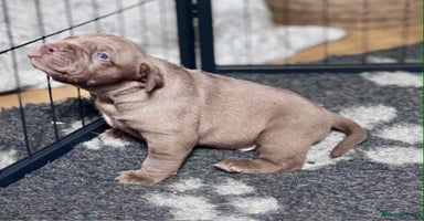 Mixed Breed dogs - Advert 13