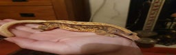 Gecko reptiles for sale: Adult crested geckos for rehoming  - Advert 6