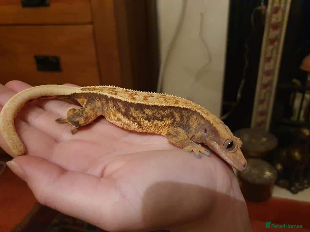 Gecko reptiles for sale: Adult crested geckos for rehoming  - Advert 6