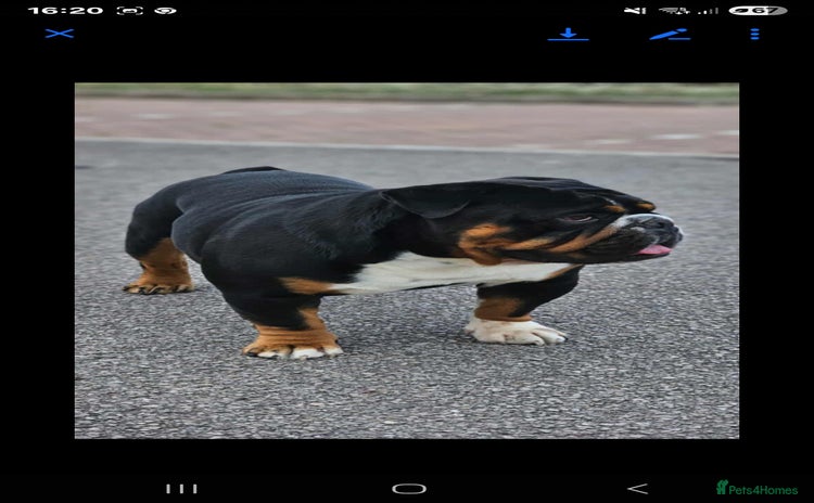 English Bulldog dogs in Basildon - Advert 4