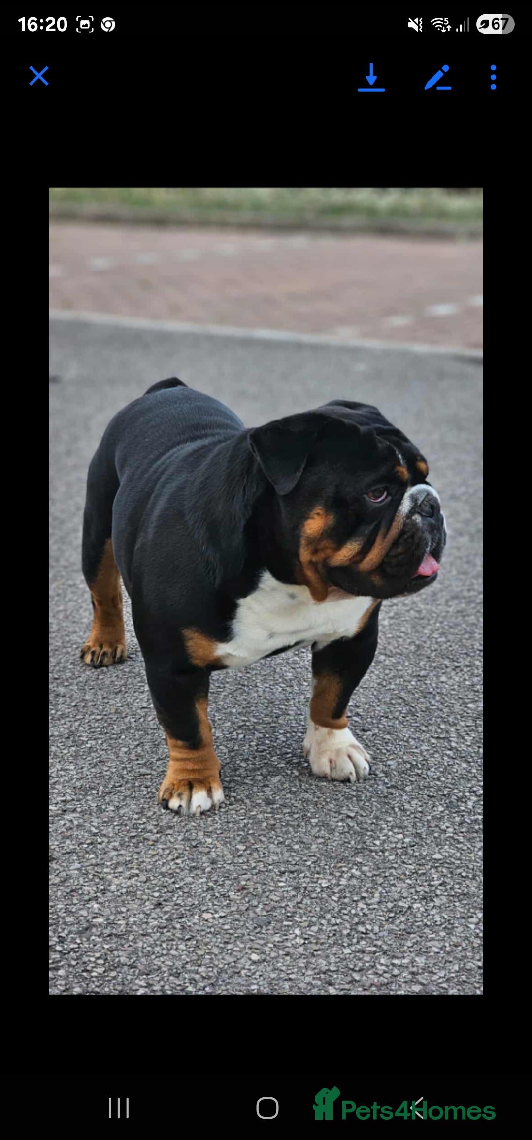 English Bulldog dogs for stud: KC BRITISH BULLDOG FOR STUD in Basildon - Image 5