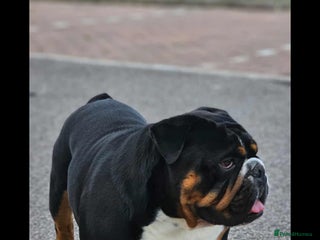 English Bulldog dogs for stud: KC BRITISH BULLDOG FOR STUD in Basildon - Advert 2