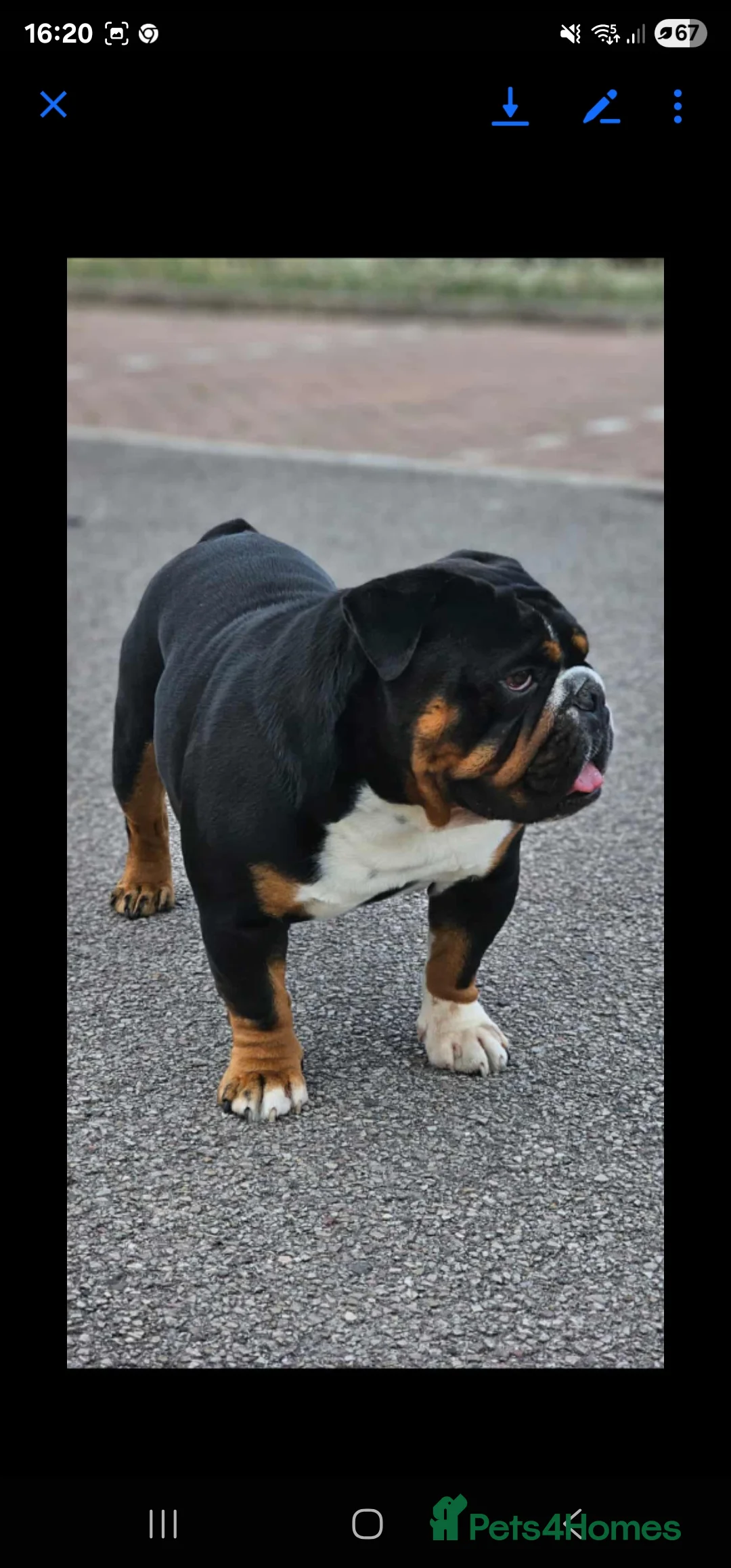 English Bulldog dogs for stud: KC BRITISH BULLDOG FOR STUD in Basildon - Advert 1