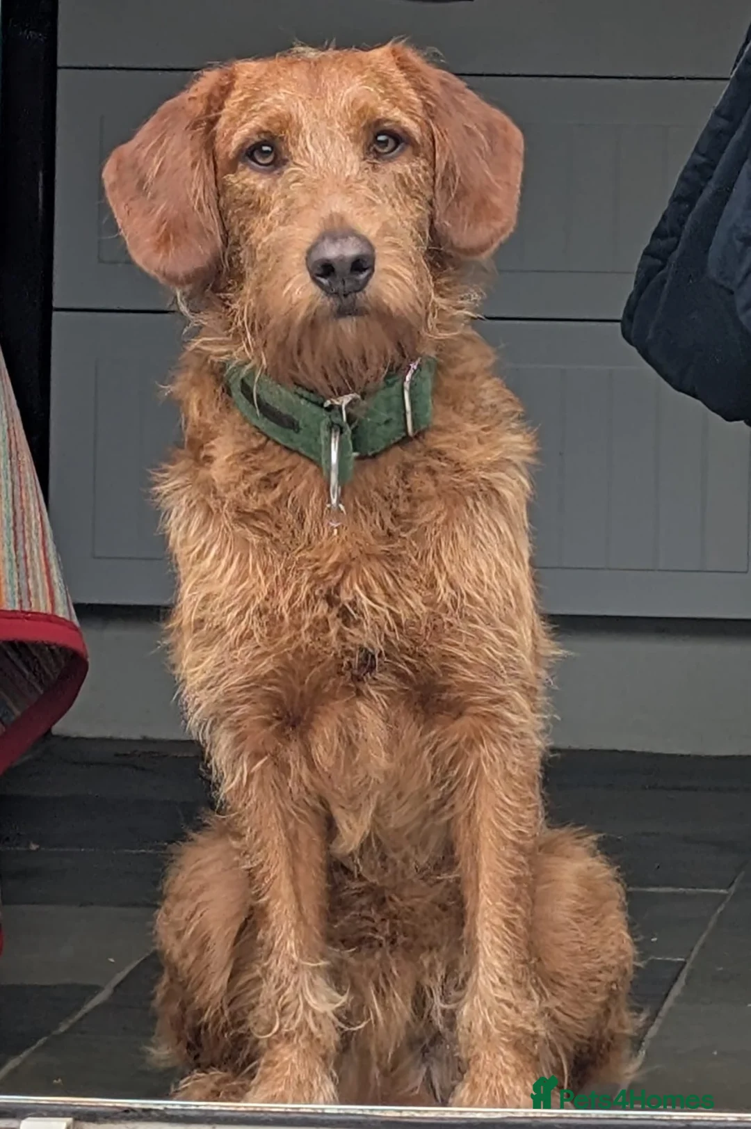 Labradoodle dogs for sale: F1 fox Red Labradoodle  - Advert 16