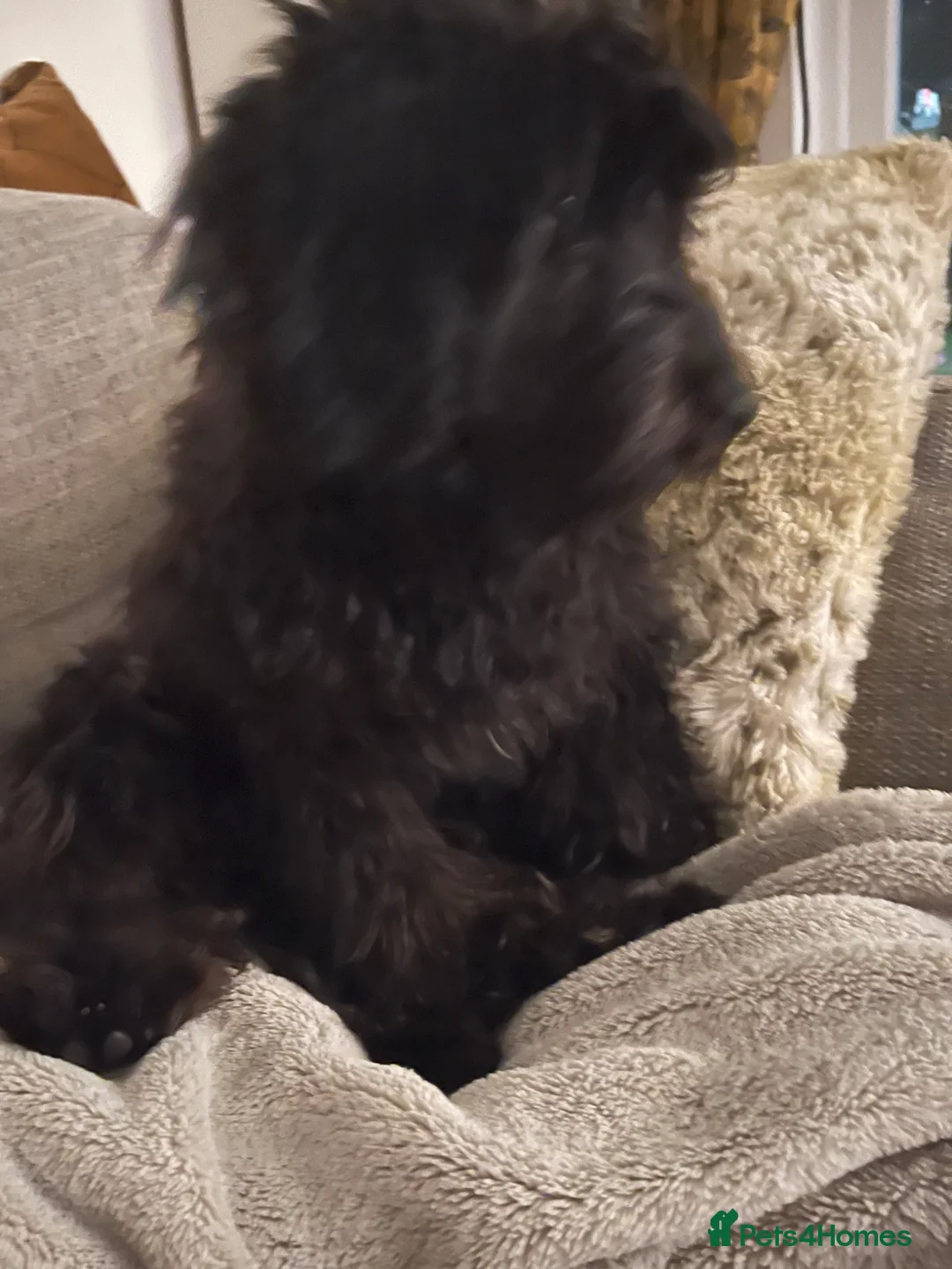 Mixed Breed dogs for sale: Rehoming Olive the Cavapoo 5 months old - Advert 2