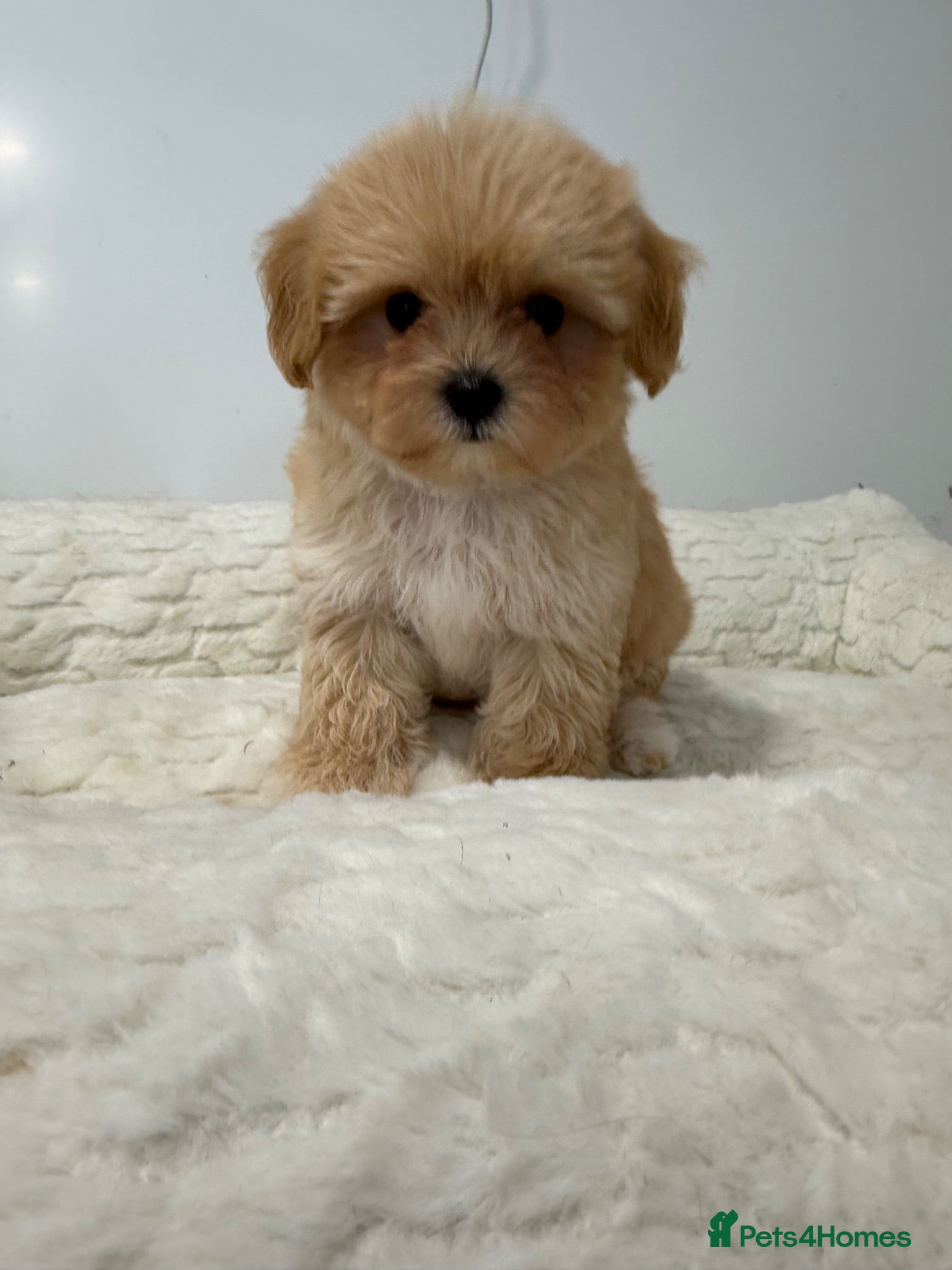 Maltipoo dogs 1 beautiful tiny f1 boy available.  - Advert 1