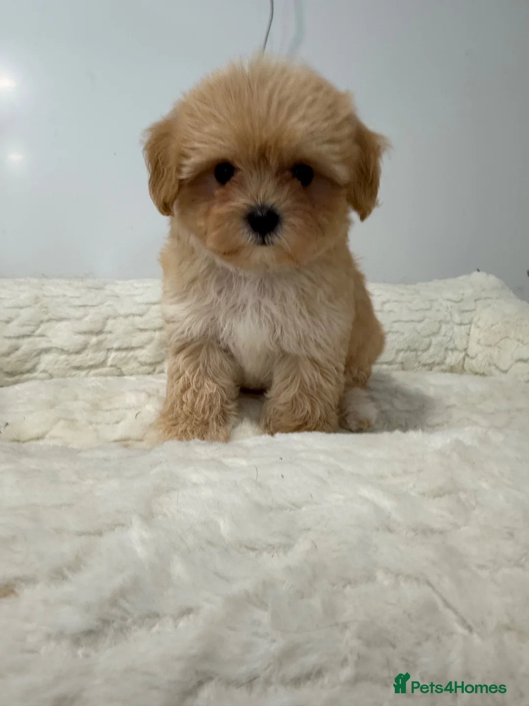 Maltipoo dogs for sale: 1 beautiful tiny f1 boy available.  - Advert 1