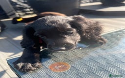 Cocker Spaniel dogs for sale: KC Working Cocker Spaniels available now - Image 9
