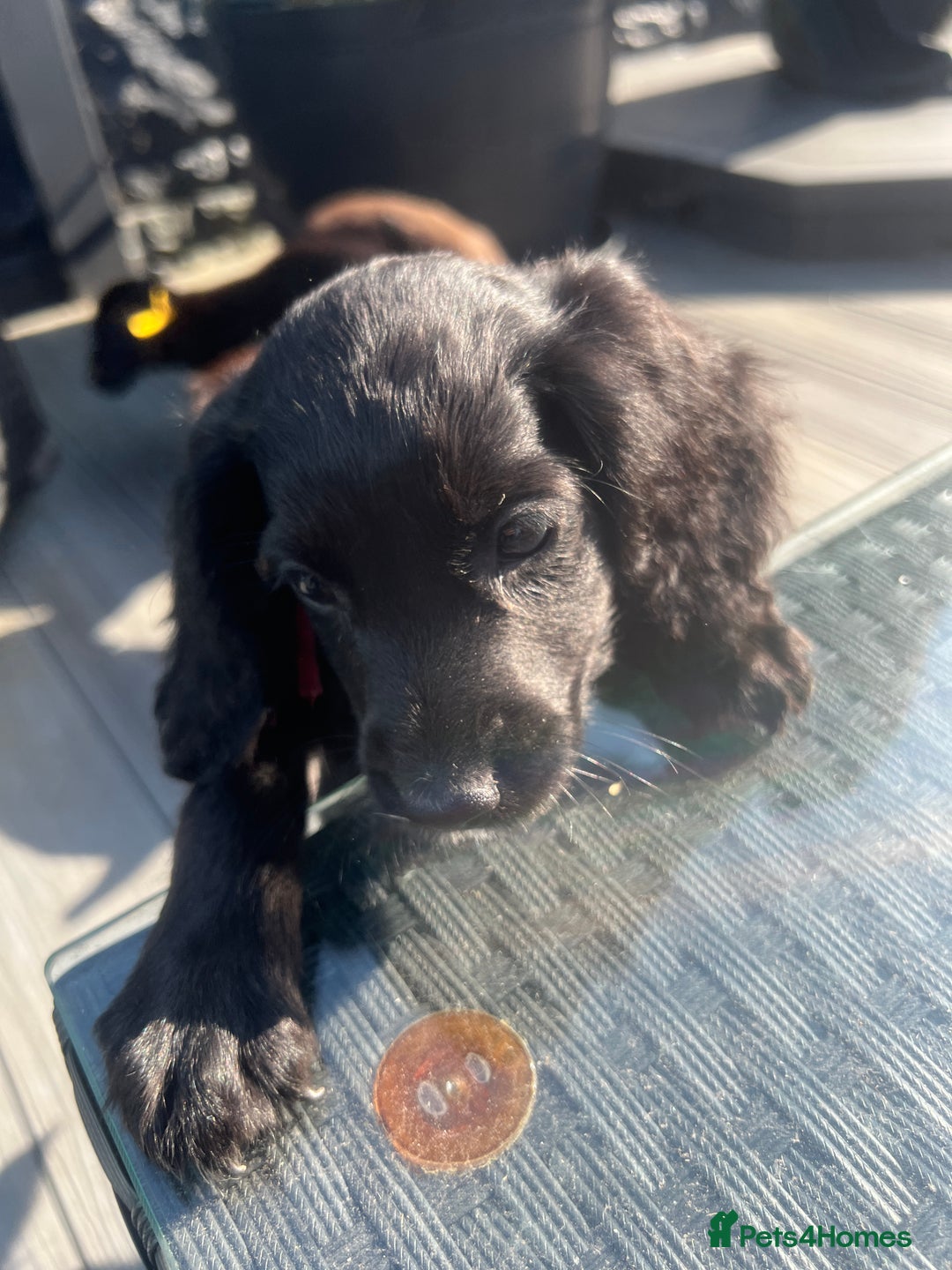 Cocker Spaniel dogs for sale: KC Working Cocker Spaniels available now - Image 9