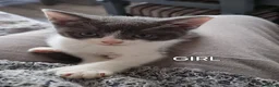 Mixed Breed cats for sale: Kittens looking for there forever homes. - Advert 20