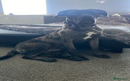 Mixed Breed dogs for sale: Cane corso x  - Advert 4