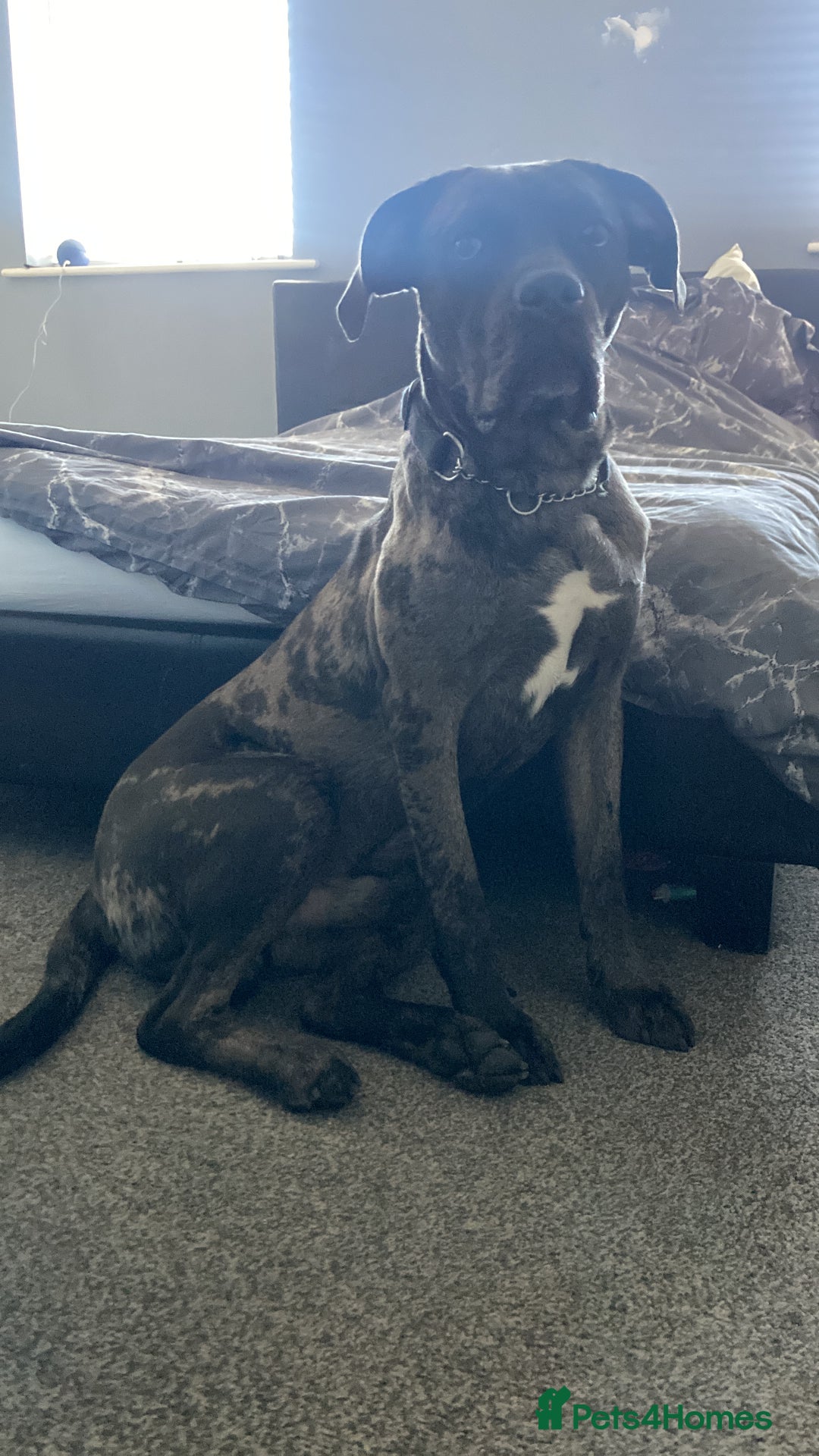 Mixed Breed dogs for sale: Cane corso x  - Advert 4