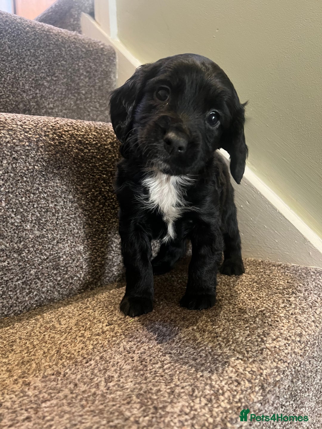 Mixed Breed dogs for sale: Lovely black Sprockerpoos  - Advert 2
