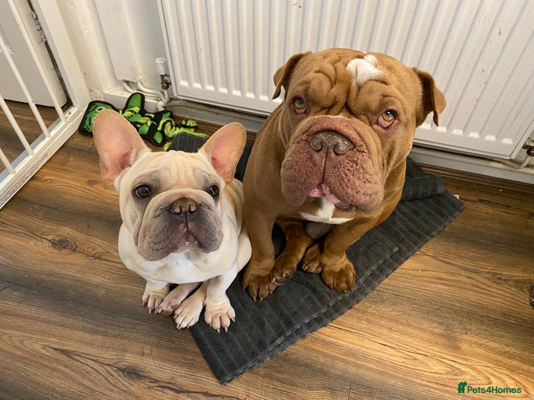 French Bulldog dogs for sale: Stunning male Frenchie  - Image 9