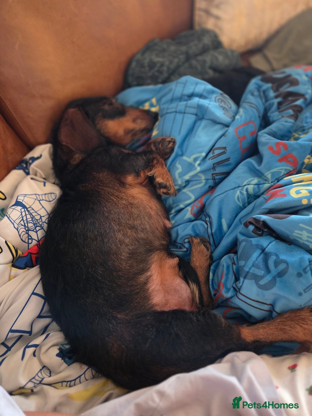 Dachshund dogs for sale: Mrs Kelly Armstrong  - Image 6