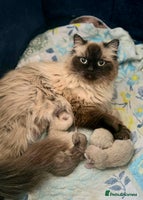 Persian cats - Advert 7