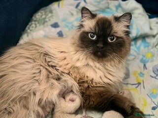 Persian cats - Advert 3