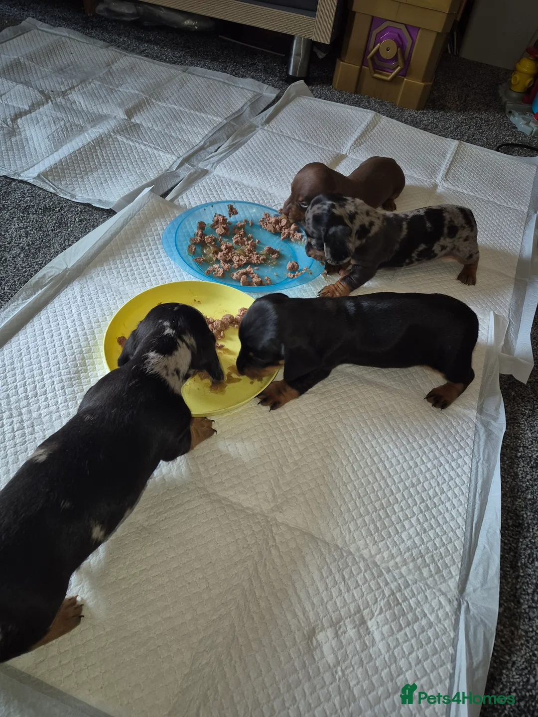 Miniature Dachshund dogs for sale: Miniature daschunds 2 girls - Advert 4