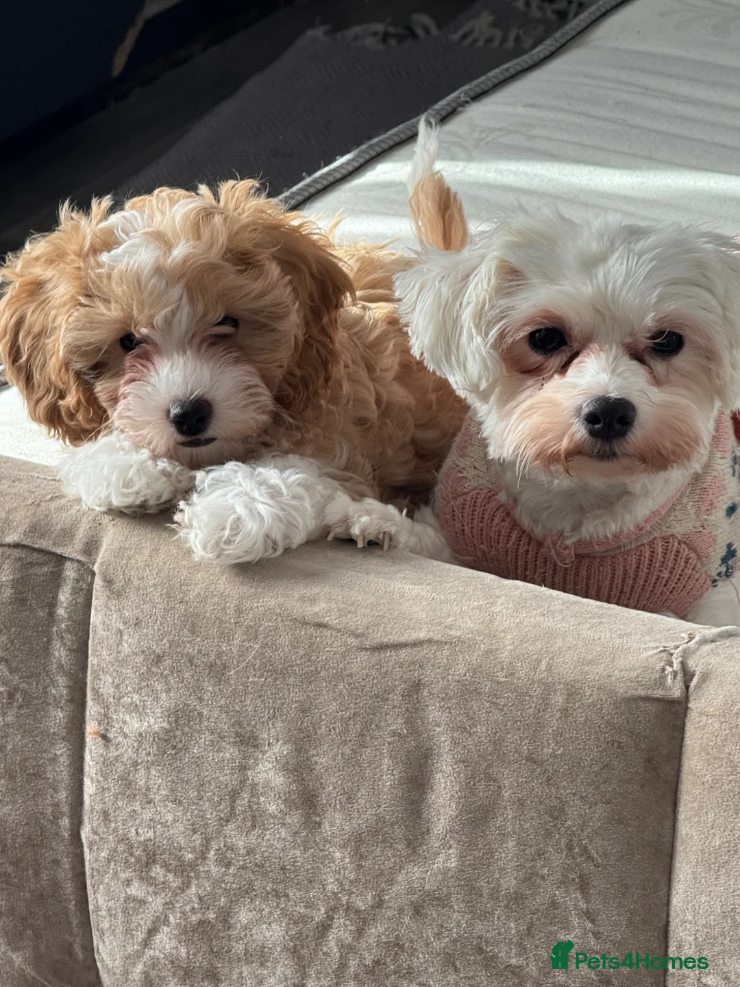 Maltipoo dogs for sale: Beautiful Maltipoo ready to go 2 girl 1 boy  - Advert 7