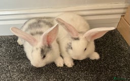 Continental Giant rabbits for sale: Beautiful pure continental giants  - Image 3