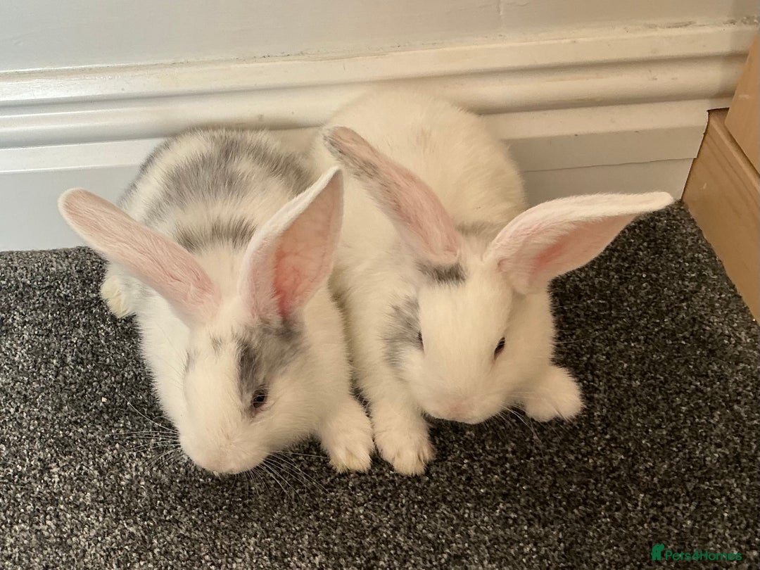 Continental Giant rabbits for sale: Beautiful pure continental giants  - Image 3