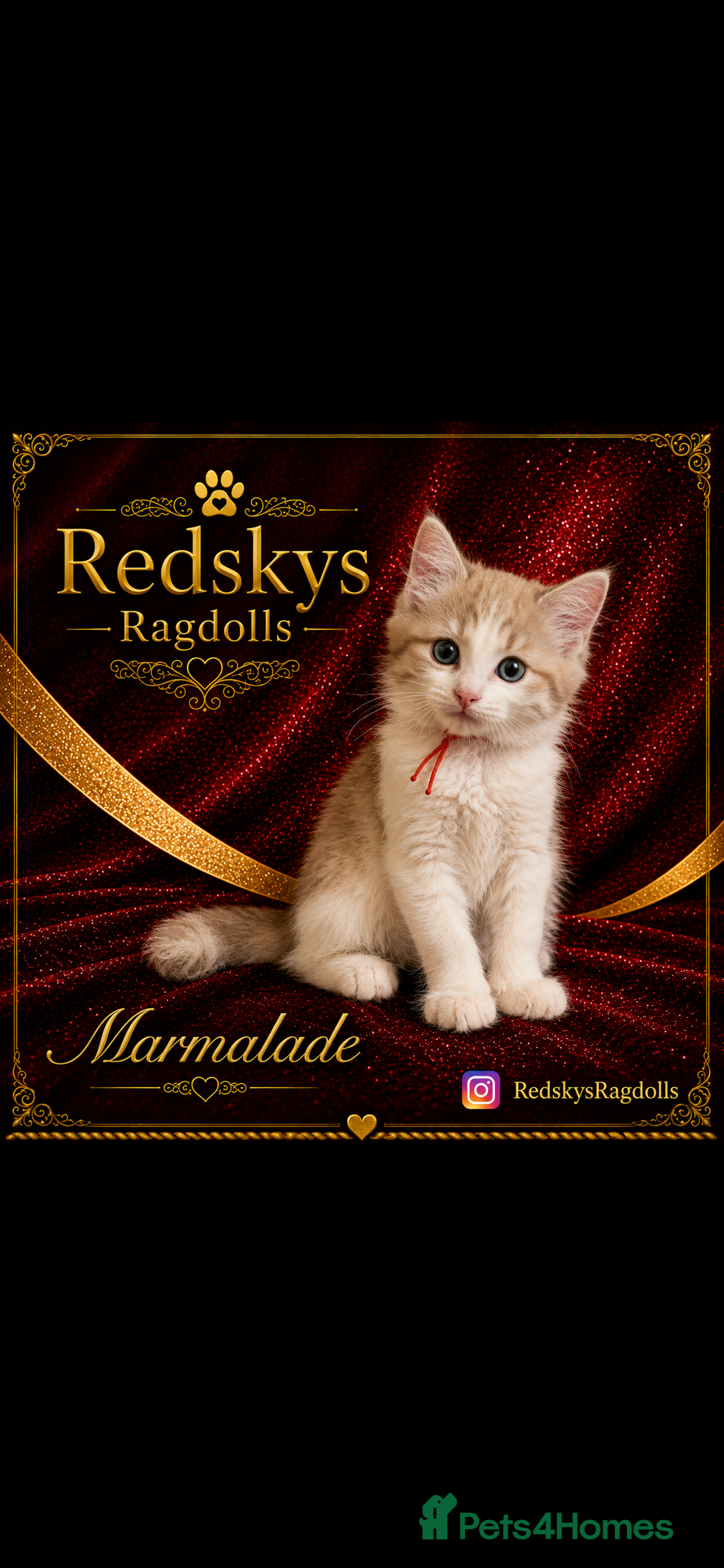 Ragdoll cats Stunning Ragdoll Kittens for Sale - Advert 2