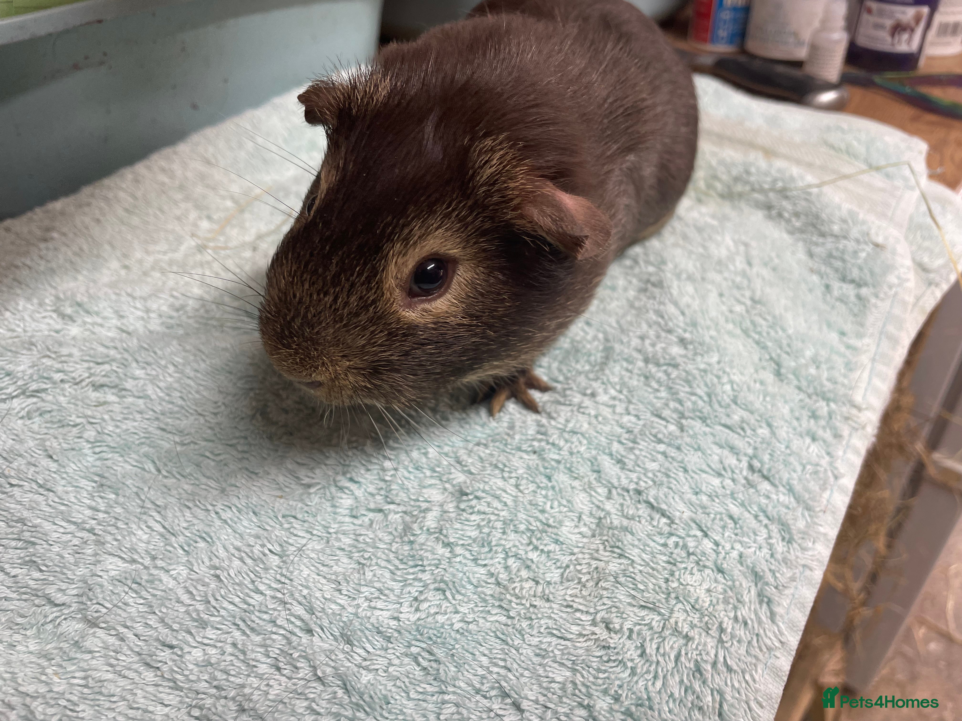 Guinea Pig rodents Two Beautiful Boys - Advert 3