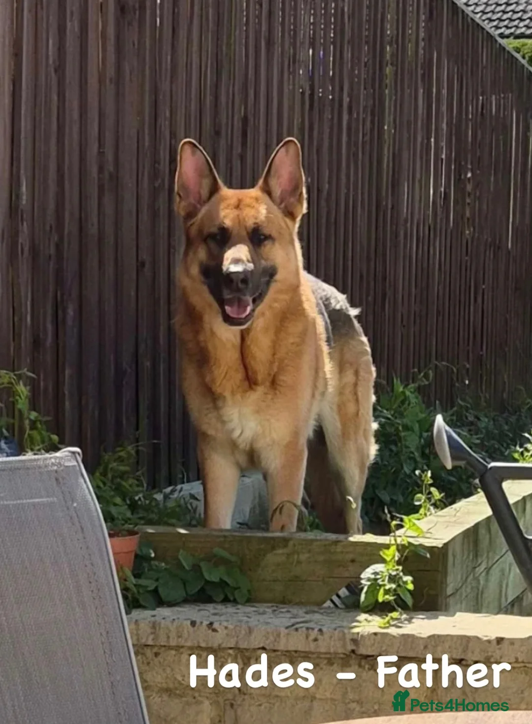 German Shepherd dogs for sale: German Shepherd Female Ready for New Home - Advert 7
