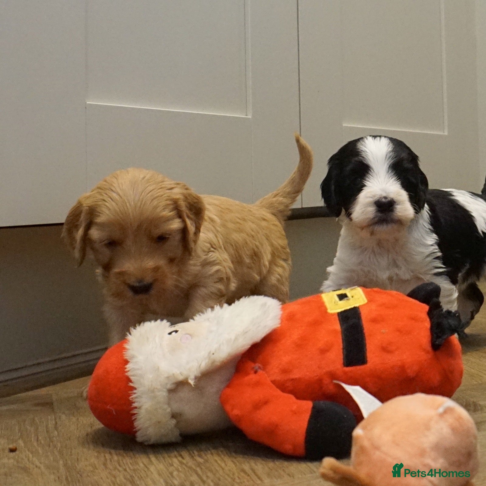 Cockapoo dogs Adorable cockapoos DNA Health tested parents - Advert 18