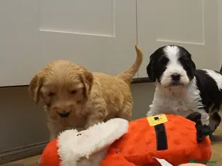 Cockapoo dogs Adorable cockapoos DNA Health tested parents - Advert 18