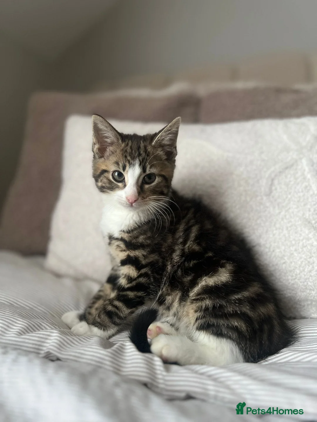 Mixed Breed cats for sale: Adorable Female Kitten in London - Advert 1
