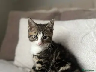 Mixed Breed cats Adorable Female Kitten in London - Advert 1